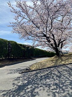 20220401sakura01.jpg